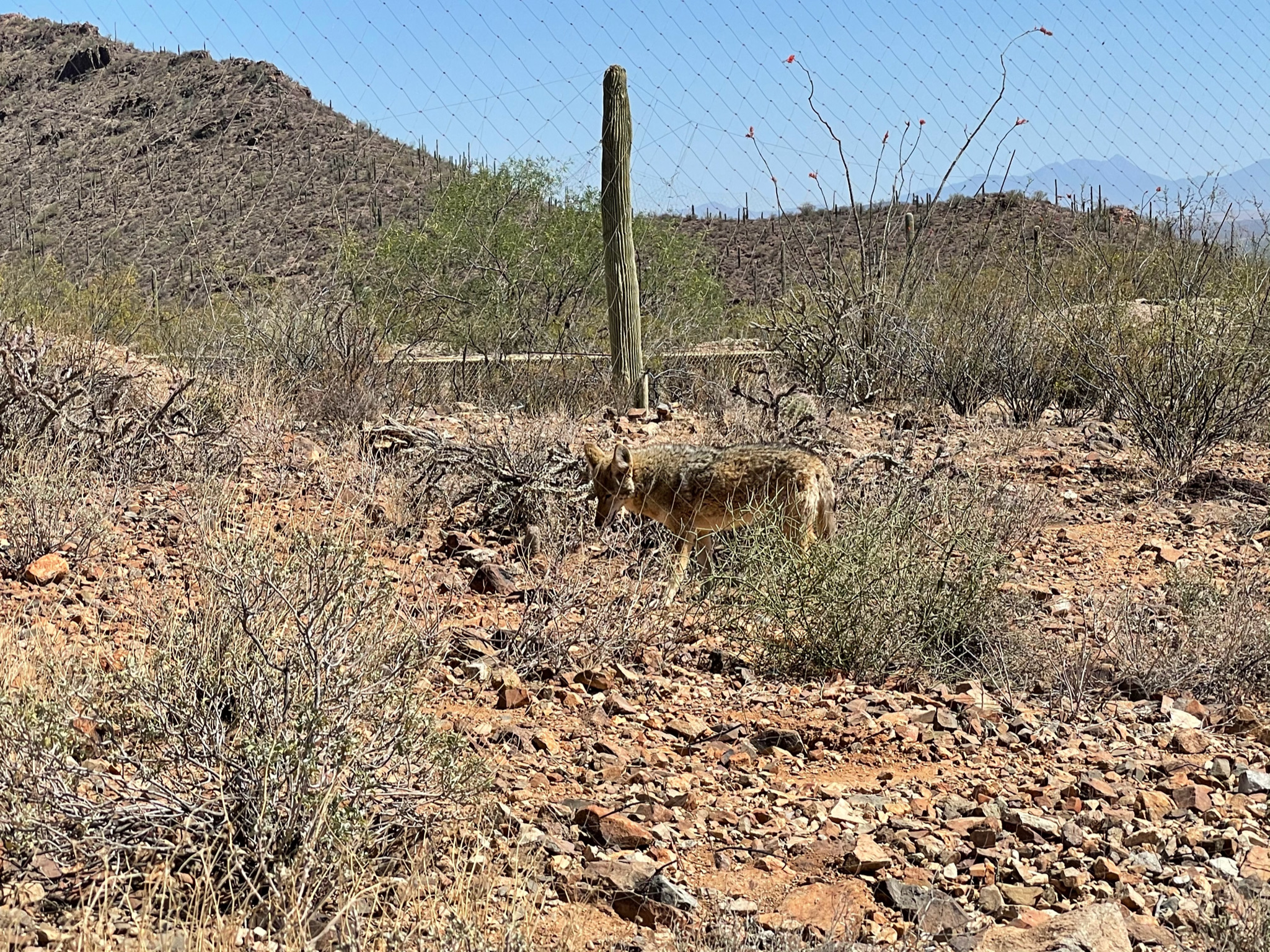 This image has an empty alt attribute; its file name is image_452380fd-e813-421b-9517-27e4979fe945.img_9850.jpg