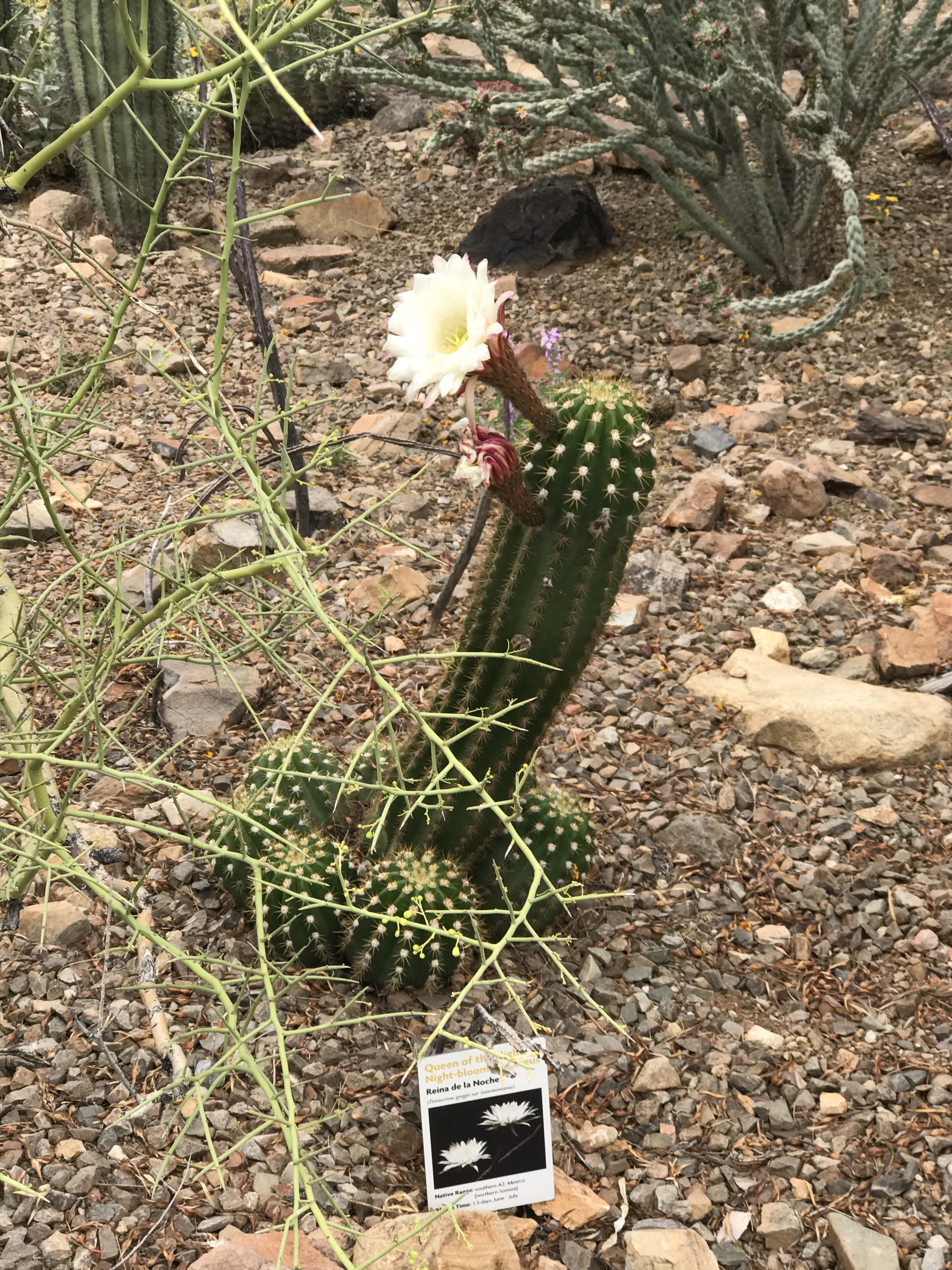 This image has an empty alt attribute; its file name is image_906224f1-9be5-4303-a548-1b9e275fa6f3.img_8490.jpeg