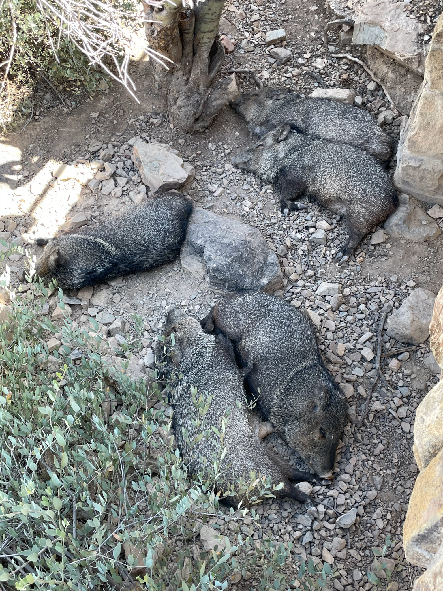 This image has an empty alt attribute; its file name is image_a5b8c670-0d19-48b5-8133-a7fcf48a57cf.img_9851.jpg